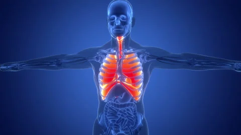 Human Respiratory System Lungs with Diaphragm Anatomy Animation Concept Stock Footage 307401772
