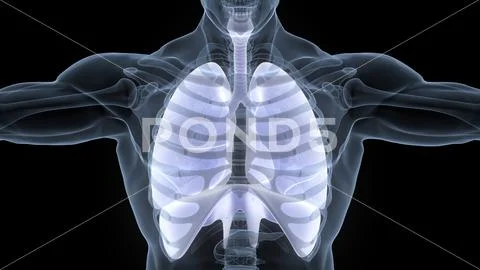 Human Respiratory System Lungs with Diaphragm Anatomy ~ Clip Art #210103791