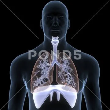 Human Respiratory System Lungs with Diaphragm Anatomy ~ Clip Art #210103971