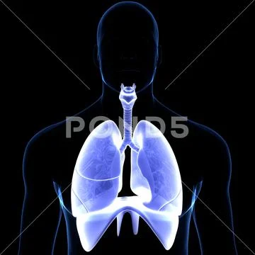 Human Respiratory System Lungs with Diaphragm Anatomy: Royalty Free ...