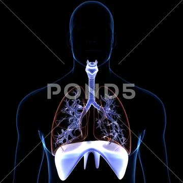 Human Respiratory System Lungs with Diaphragm Anatomy ~ Clip Art #210104019