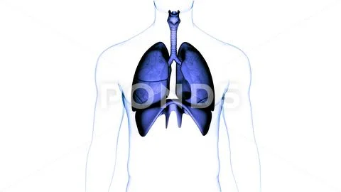 Human Respiratory System Lungs with Diaphragm Anatomy ~ Clip Art #210104151