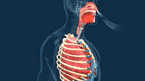 Human respiratory system organs Stock Footage 330892339