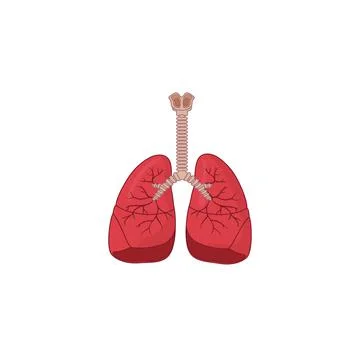 Human Respiratory System vector icon illustration Stock Illustration