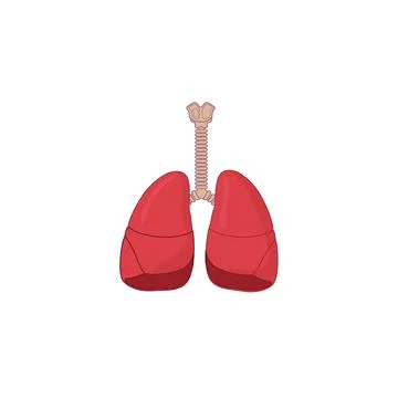 Human Respiratory System vector icon illustration Stock Illustration