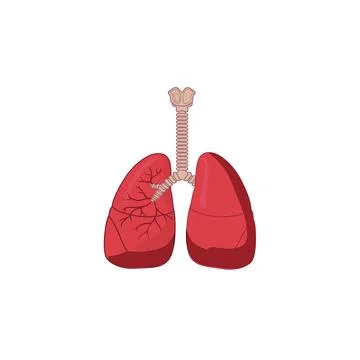 Human Respiratory System vector icon drawing Stock Illustration