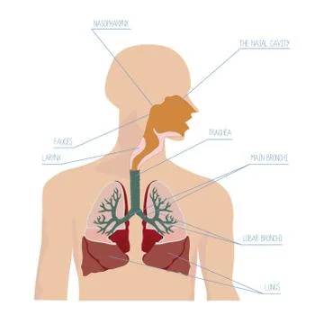 Human respiratory system in vector Illustrazione stock