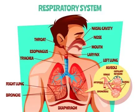 Human respiratory system vector illustration Иллюстрация