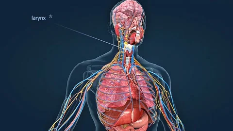 Human Respiratory tract Stock Footage 314597230