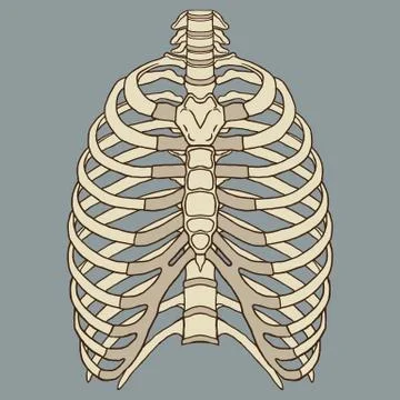 Human Rib Cage Anatomy Vector Stock Illustration