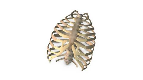 Human Rib cage bone isolated on white background Illustration