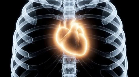 Human rib cage with a brightly glowing heart illustrating health. Stock Illustration