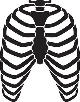 Human rib cage skeleton Stock Illustration
