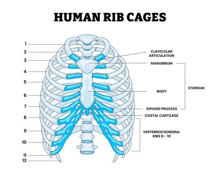 Human Rib Cages Structure Anatomy Diagram, Educational Medical Poster Desig.. Stock Illustration