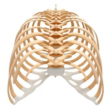 Human ribcage, artwork Stock Illustration
