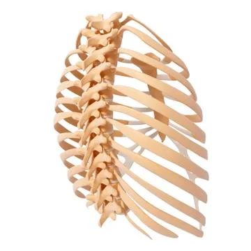 Human ribcage, artwork Stock Illustration