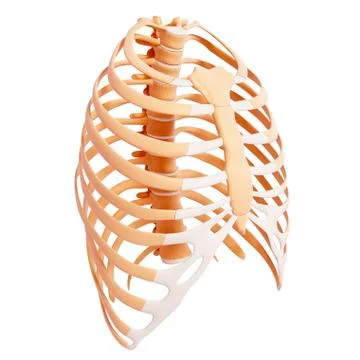 Human ribcage, artwork Stock Illustration