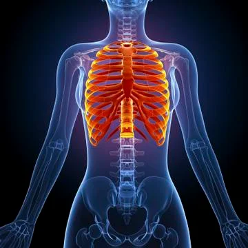 Human ribcage, artwork Stock Illustration