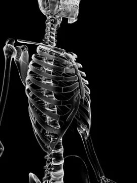 Human ribcage, artwork Stock Illustration