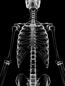 Human ribcage, artwork Stock Illustration