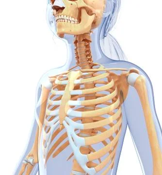 Human ribcage, artwork Stock Illustration