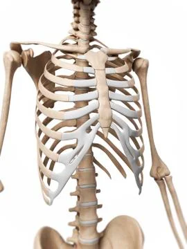Human ribcage, artwork Stock Illustration