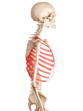 Human ribcage Stock Illustration