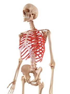 Human ribcage Stock Illustration