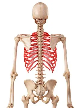 Human ribcage Stock Illustration