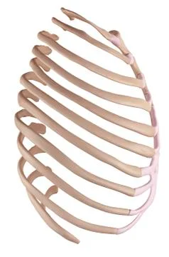 Human ribcage Stock Illustration