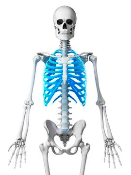 Human ribcage, illustration Stock Illustration
