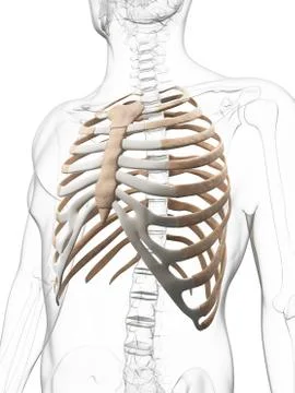 Human ribcage, illustration Stock Illustration