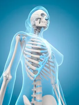 Human ribcage, illustration Stock Illustration