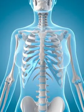 Human ribcage, illustration Stock Illustration