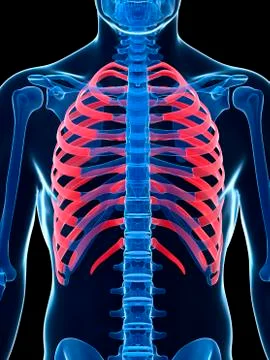Human ribcage, illustration Stock Illustration