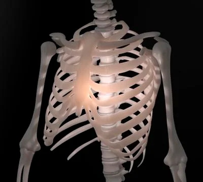 Human ribcage, illustration Stock Illustration