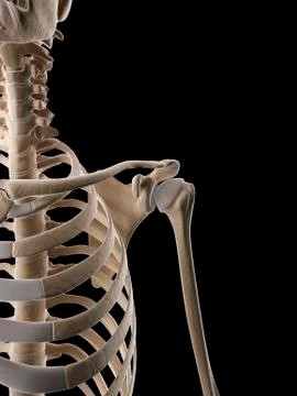 Human ribcage, Illustration Stock Illustration