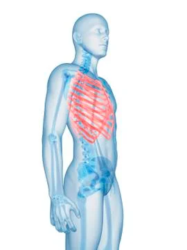 Human ribcage, Illustration Stock Illustration