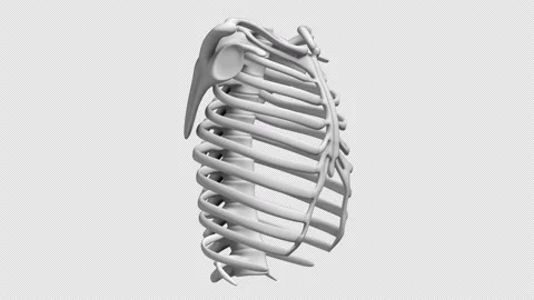 Human Ribs Stock Footage 199531137