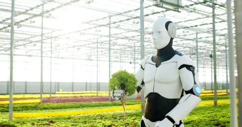 Human-like robot carrying bunch of lettuce to laboratory from greenhouse to Stock Footage 248890396