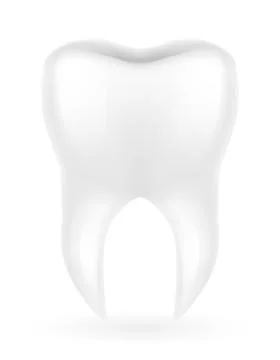 Human root tooth model vector illustration Stock Illustration