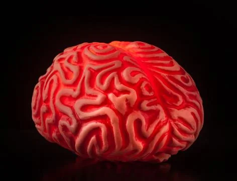 Human rubber brain isolated on black background. Stock Photos