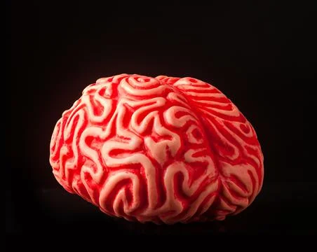 Human rubber brain Stock Photos