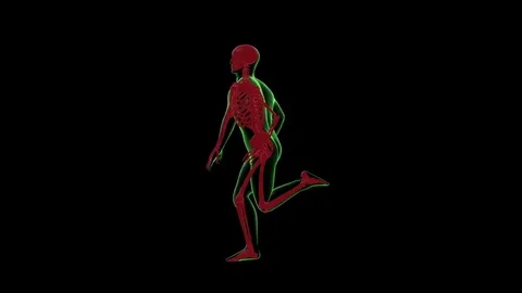 Human Running X-ray Body with Skeleton. 3d Render Full HD Stock Footage 69809717