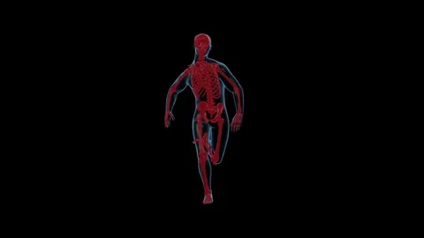 Human Running X-ray Body with Skeleton. 3d Render Full HD Stock Footage 69809729