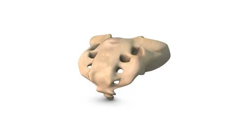 Human Sacral Vertebra isolated on white background Illustration