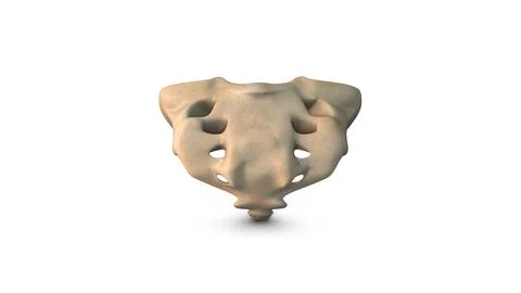 Human Sacral Vertebra isolated on white background Illustrazione stock
