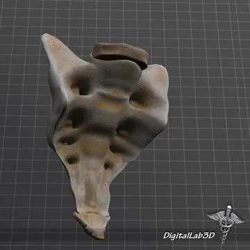 https://images.pond5.com/human-sacrum-vertebrae-3d-096472732_iconl.jpeg