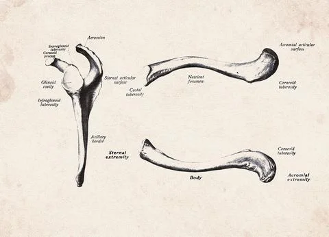 Human Scapula And Clavicle Bones Vintage Anatomy Illustration Stockillustratie