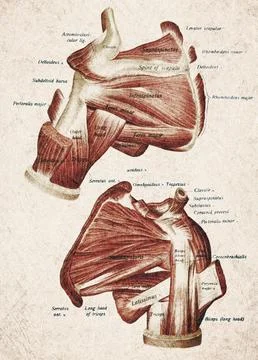 Human Scapula And Upper Arm Muscles Vintage Anatomy Illustration 库存插图